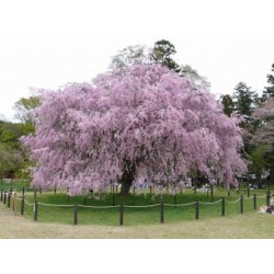 Cerejeira Japonesa (Sakura): 5 Sementes 