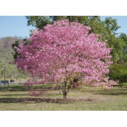 Pata de Vaca Rosa (Orchid Tree Árvore Orquídea) - 5 Sementes