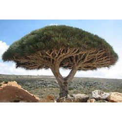 Dracena Draco (Dragon´s Blood Tree ou Dragoeiro): 5 Sementes