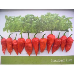 Pimenta Bhut Jolokia Assan - 20 Sementes