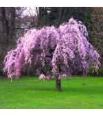 Cerejeira Japonesa (Sakura): 5 Sementes 