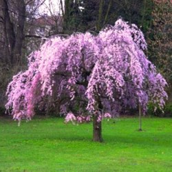 Cerejeira Japonesa (Sakura): 5 Sementes 