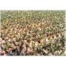 Rosa do Deserto - Adenium obesum - Triple Amazing - 5 Sementes