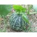 Melão Tigre (Tigger Melon) - 10 Sementes