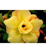 Rosa do Deserto - Adenium Obesum - Yellow - 5 Sementes