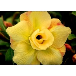Rosa do Deserto - Adenium Obesum - Yellow - 5 Sementes