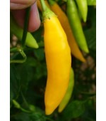 Pimenta Aji Amarela : 20 Sementes