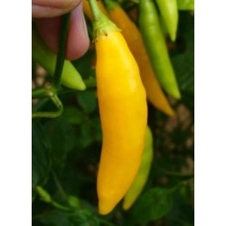 Pimenta Aji Amarela : 20 Sementes