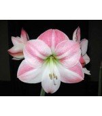 Amaryllis Apple Blossum (Tulipa Brasileira) - 1 Bulbo