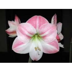 Amaryllis Apple Blossum (Tulipa Brasileira) - 1 Bulbo