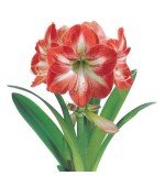 Amaryllis Minerva (Tulipa Brasileira) - 1 Bulbo