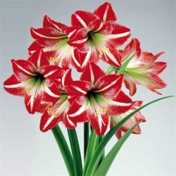 Amaryllis Minerva (Tulipa Brasileira) - 1 Bulbo
