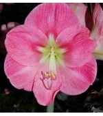 Amaryllis Vera Rosa (Tulipa Brasileira) - 1 Bulbo