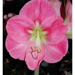 Amaryllis Vera Rosa (Tulipa Brasileira) - 1 Bulbo