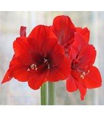 Amaryllis André (Tulipa Brasileira) - 1 Bulbo