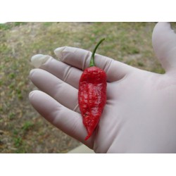 Pimenta Bhut Jolokia Assan - 20 Sementes