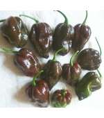 Pimenta Chocolate Habanero: 10 Sementes