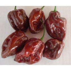 Pimenta Chocolate Habanero: 10 Sementes