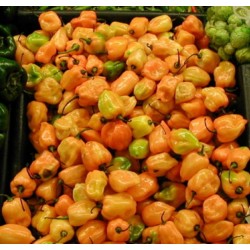 Pimenta Orange Habanero: 20 Sementes