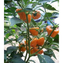 Pimenta Jamaican Yellow - 20 Sementes