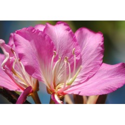 Pata de Vaca Rosa (Orchid Tree Árvore Orquídea) - 5 Sementes