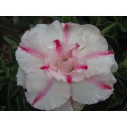 Rosa do Deserto - Adenium Obesum - Full Money Home - 5 Sementes