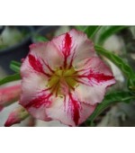 Rosa do Deserto - Adenium Obesum - Rainbow - 5 Sementes