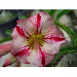 Rosa do Deserto - Adenium Obesum - Rainbow - 5 Sementes