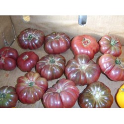 Tomate Purple Calabash - 20 Sementes 