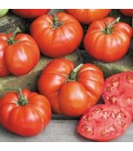 Tomate Ponderosa Red - 20 Sementes 