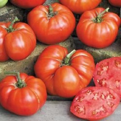 Tomate Ponderosa Red - 20 Sementes 