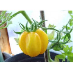Tomate Yellow Stuffer - 20 Sementes