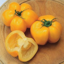 Tomate Yellow Stuffer - 20 Sementes