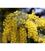 Acácia Golden Mimosa - 7 Sementes
