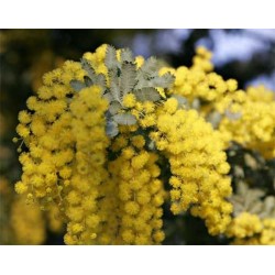 Acácia Golden Mimosa - 7 Sementes