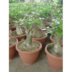 Rosa do Deserto - Adenium obesum - Pink - 5 Sementes