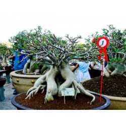 Rosa do Deserto - Adenium Obesum - Full Money Home - 5 Sementes