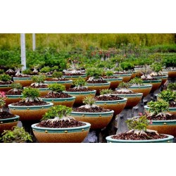 Rosa do Deserto - Adenium obesum - Star White - 5 Sementes