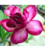 Rosa do Deserto - Adenium Obesum - Double Violet - 5 Sementes