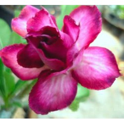 Rosa do Deserto - Adenium Obesum - Double Violet - 5 Sementes