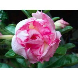 Rosa do Deserto - Adenium Obesum - Snow Lotus - 5 Sementes