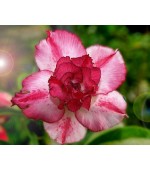 Rosa do Deserto - Adenium obesum - Índia - 5 Sementes