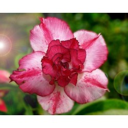 Rosa do Deserto - Adenium obesum - Índia - 5 Sementes