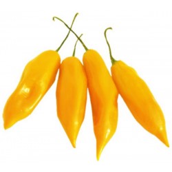 Pimenta Aji Amarela : 20 Sementes
