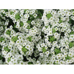 Alyssum Branco: 20 Sementes