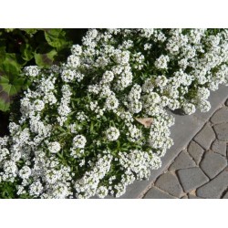 Alyssum Branco: 20 Sementes