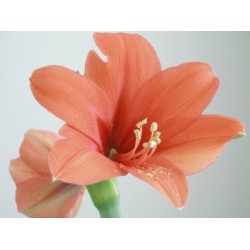 Amaryllis Desire (Tulipa Brasileira) - 1 Bulbo