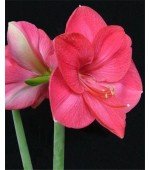 Amaryllis Bolero (Tulipa Brasileira) - 1 Bulbo