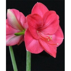 Amaryllis Bolero (Tulipa Brasileira) - 1 Bulbo
