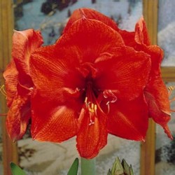 Amaryllis Orange Suv. (Tulipa Brasileira) - 1 Bulbo